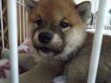 柴犬(標準サイズ)【山梨県・男の子・2022年4月12日・赤】の写真「性格めっちゃ良い子だよぉ💕」