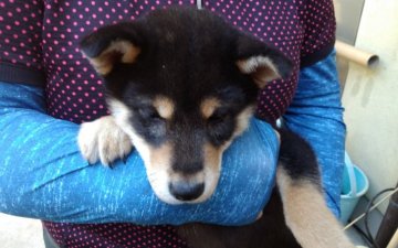 柴犬(標準サイズ)【山梨県・女の子・2018年2月16日・黒】の写真「小ぶりサイズで可愛い💕」