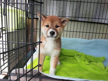 柴犬(標準サイズ)【山梨県・女の子・2021年9月17日・赤】の写真「可愛い子でぇす💕」