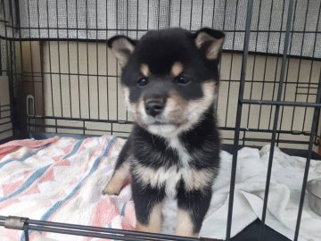 柴犬(標準サイズ)【山梨県・女の子・2021年9月17日・黒】の写真「めっちゃ可愛い子ですよ💕」