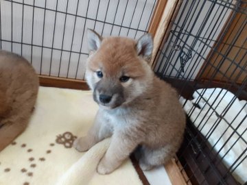 柴犬(標準サイズ)【山梨県・男の子・2021年2月5日・赤】の写真「狸顔で可愛い子でぇす。💕」