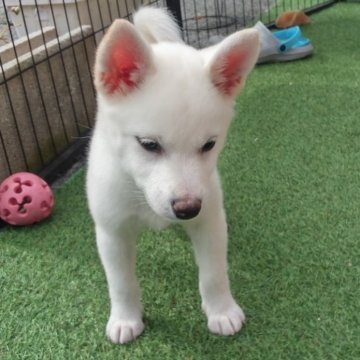 柴犬(標準サイズ)【山梨県・女の子・2024年8月16日・白】の写真「真っ白で可愛いです。💕」