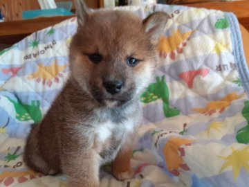 柴犬(標準サイズ)【山梨県・男の子・2021年9月25日・赤】の写真「お母さんは豆柴犬です。💕」