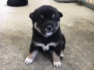 柴犬(標準サイズ)【山梨県・女の子・2021年7月24日・黒】の写真「黒柴犬らしい可愛い子です。💕」