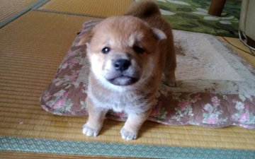 柴犬(標準サイズ)【山梨県・男の子・2018年9月13日・赤】の写真「とても良い顔してますよぅ💕」