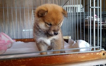 柴犬(標準サイズ)【山梨県・女の子・2019年2月17日・赤】の写真「黒毛が多いですが抜けますよ💕」