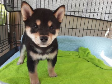 柴犬(標準サイズ)【山梨県・男の子・2021年9月5日・黒】の写真「凛々しい男の子です🎶」