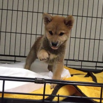 柴犬(標準サイズ)【山梨県・男の子・2023年7月7日・赤】の写真「標準より小さめな9/2日体重1,2Ｋ🎵」