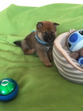 柴犬(標準サイズ)【山梨県・男の子・2018年1月13日・赤】の写真「小ぶりサイズ、顔もとても可愛いです。💕」