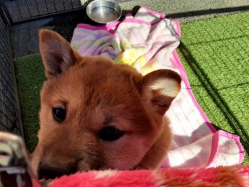 柴犬(標準サイズ)【山梨県・女の子・2020年10月17日・赤】の写真「父犬日保賞歴あり🎶」