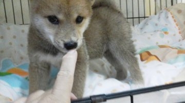 柴犬(豆柴)【山梨県・男の子・2017年5月21日・赤】の写真「小ぶりサイズ、性格穏やか、目鼻立ちくっきり」