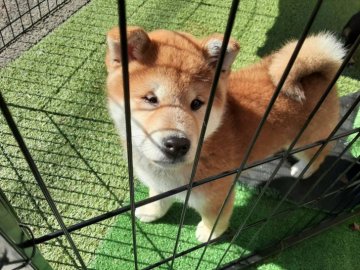 柴犬(標準サイズ)【山梨県・男の子・2021年11月30日・赤】の写真「ムチムチして可愛いです。💕」