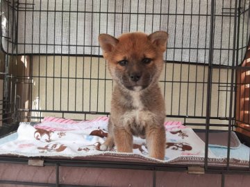 柴犬(標準サイズ)【山梨県・女の子・2021年9月25日・赤】の写真「優しい顔だちの女の子です。💕」