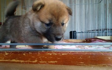 柴犬(標準サイズ)【山梨県・男の子・2019年4月24日・赤】の写真「コロッとして小ぶりです。💕」