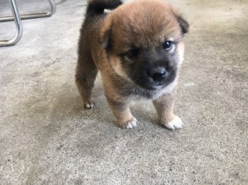 柴犬(標準サイズ)【山梨県・男の子・2021年7月24日・赤】の写真「標準より小ぶりサイズです💕」