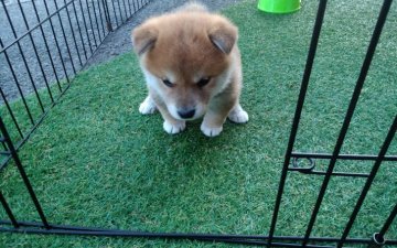 柴犬(標準サイズ)【山梨県・女の子・2019年3月22日・赤】の写真「目がクルッとして可愛い子です。💕」