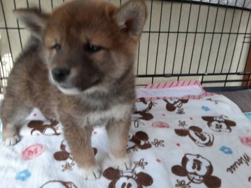 柴犬(標準サイズ)【山梨県・女の子・2021年9月25日・赤】の写真「性格良い子ですよ🎵」