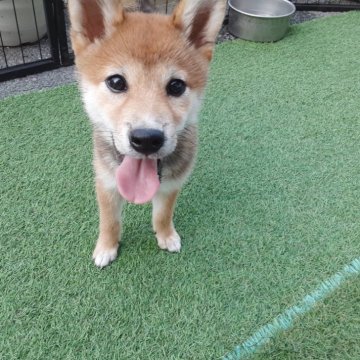 柴犬(豆柴)【山梨県・女の子・2024年5月26日・赤】の写真「小ぶりサイズの子です。💕」