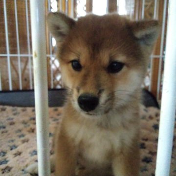 柴犬(標準サイズ)【山梨県・女の子・2024年8月19日・赤】の写真「標準より豆に近い小ぶりな女の子です。💕」