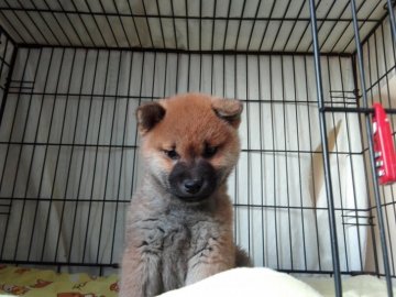 柴犬(標準サイズ)【山梨県・男の子・2017年10月27日・赤】の写真「頭部のはり目も大きく見栄えする子です。」