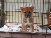 柴犬(標準サイズ)【山梨県・女の子・2021年9月25日・赤】の写真1