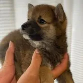 柴犬(標準サイズ)【山梨県・男の子・2023年3月23日・赤】の写真4「5/15日撮影」