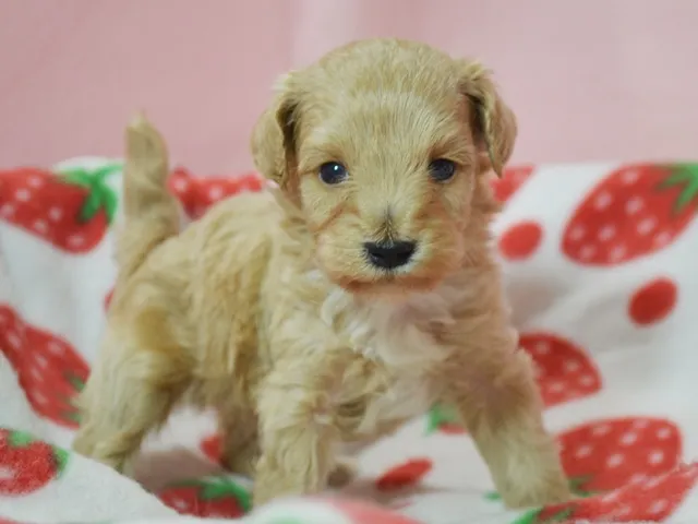 ラッキーパパ 様のお迎えした子犬