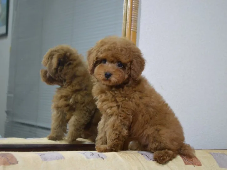 ぶんぶん 様のお迎えした子犬