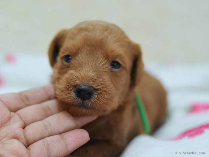 シュナプー Mシュナウザーxtプードル 男の子 アプリコット レッド 18 07 05生まれ 茨城県 子犬id 1807 両親とも毛 の抜けない犬種です 緑リボンくん みんなのブリーダー