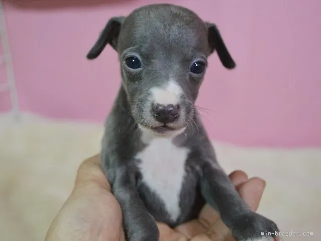 Hana 様のお迎えした子犬