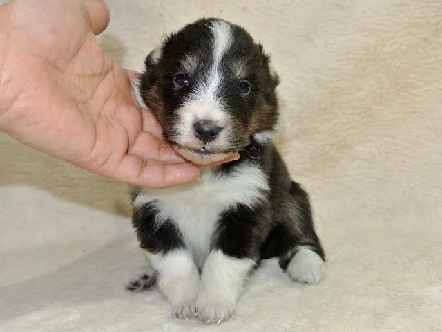 ヤギさん 様のお迎えした子犬