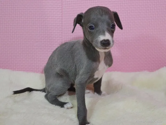 イタグリアン 様のお迎えした子犬