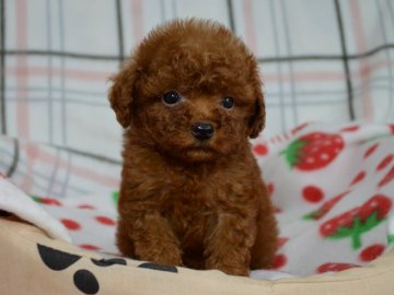 トイプードル(ティーカップ)【茨城県・男の子・2016年8月6日・レッド】の写真「丸顔・鼻ぺちゃの男の子」