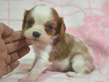 キャバリア【茨城県・男の子・2016年12月8日・ブレンハイム】の写真「小ぶりで可愛い男の子」