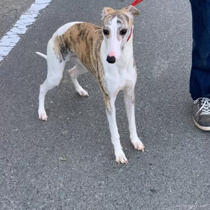 はなしんりか 様のお迎えした子犬