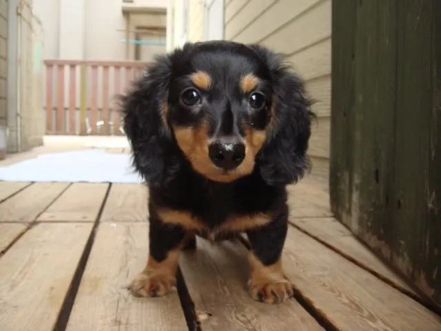 ビスケ 様のお迎えした子犬