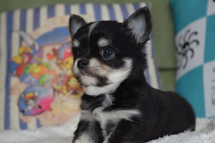 川越 様のお迎えした子犬