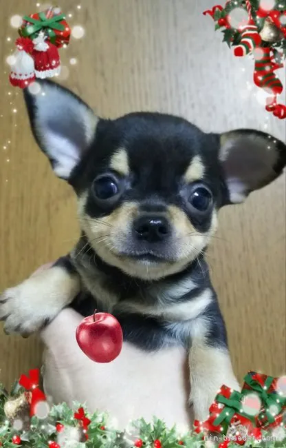 琥太郎 様のお迎えした子犬