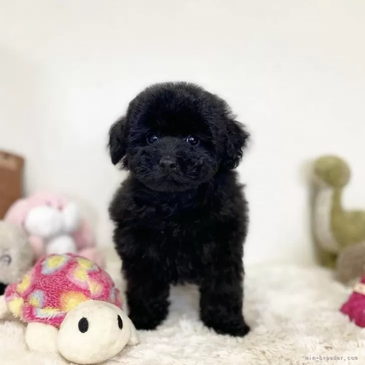 アルキミ 様のお迎えした子犬