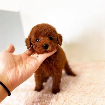 トイプードル(タイニー)【千葉県・男の子・2022年8月31日・レッド】の写真「♡ふうちゃんの息子③♡」