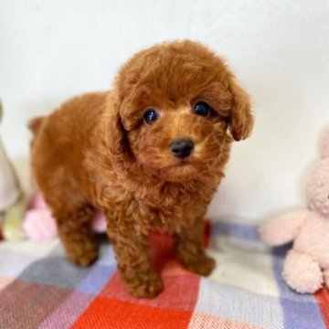 トイプードル(トイ)【千葉県・男の子・2023年9月16日・レッド】の写真「♡本当に良い犬質をお求めの方へ！♡」