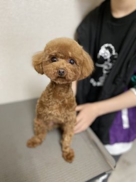 トイプードル(ティーカップ)【千葉県・女の子・2019年5月23日・レッド】の写真「★成犬・ティーカップ♀1★」