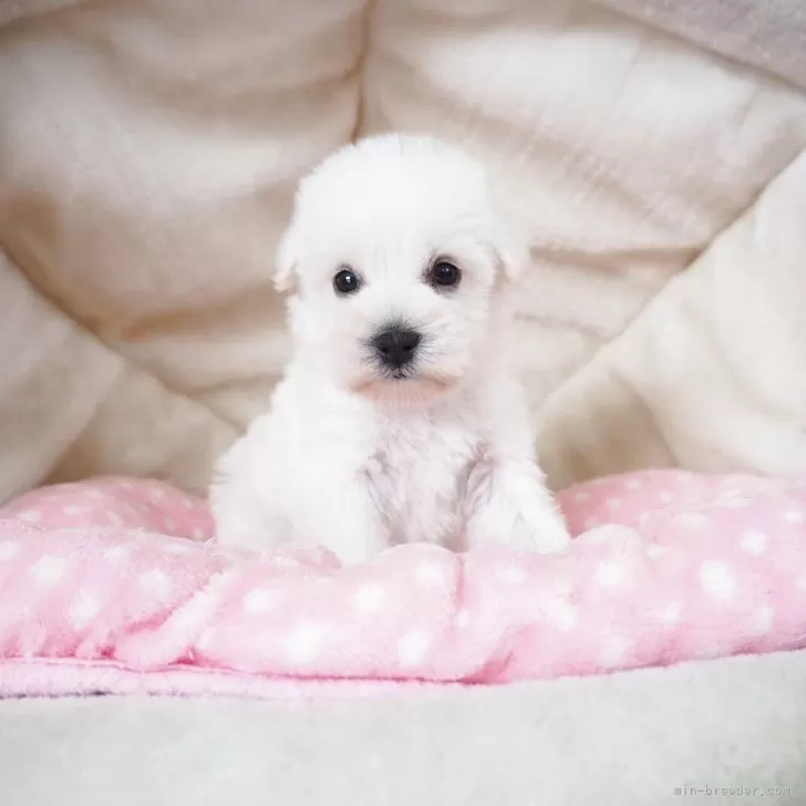 Y.S 様のお迎えした子犬