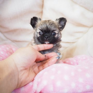 チワワ(ロング)【奈良県・男の子・2024年12月5日・フォーン】の写真「くりくりおめめの男の子💖」