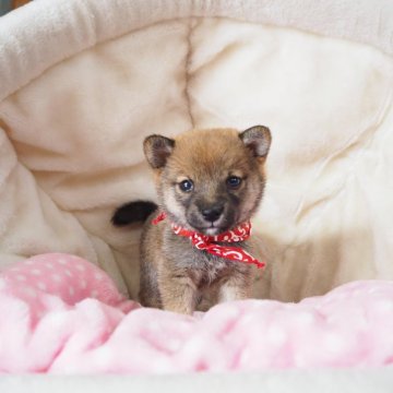 柴犬(豆柴)【奈良県・女の子・2024年10月1日・赤】の写真「両親からの三代以上豆柴合格認定犬🌟豆柴家系💖」