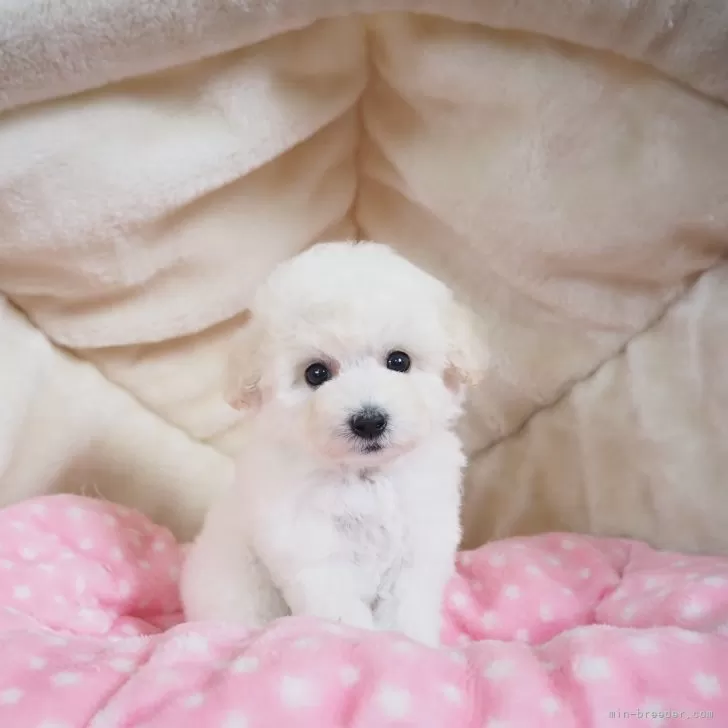 かず 様のお迎えした子犬