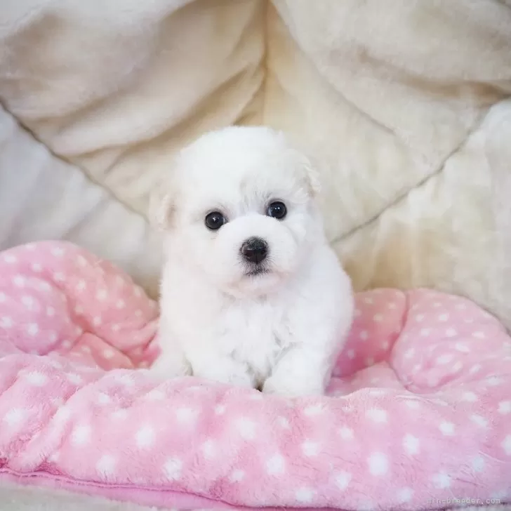 M 様のお迎えした子犬