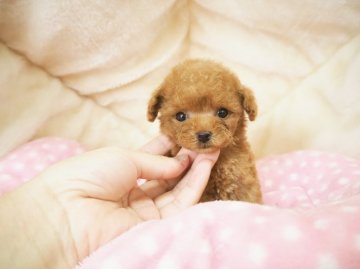 トイプードル(ティーカップ)【奈良県・女の子・2021年7月23日・レッド】の写真「手のひらサイズのおちび姫💖」