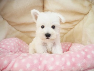 ミニチュアシュナウザー【奈良県・男の子・2021年8月19日・ホワイト】の写真「小ぶりな両親から産まれた男の子💖」