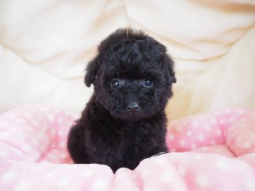 トイプードル(ティーカップ)【奈良県・女の子・2022年3月16日・ブラック】の写真「片手サイズのブラック姫💖」